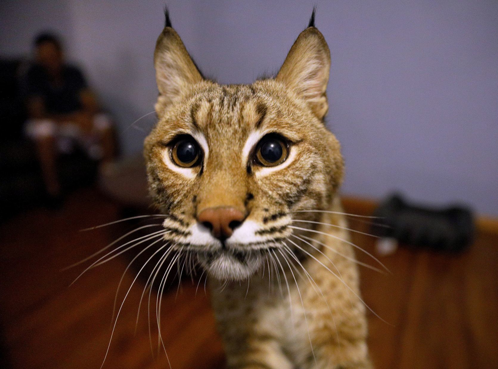 Capone the bobcat returns home